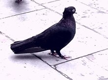 Göyərçin