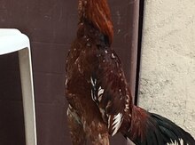 Heyratı bece