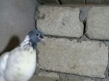 Göyərçin
