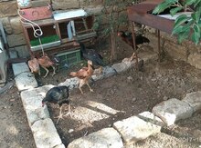 Heyratı fərə