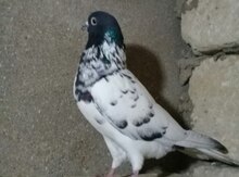 Qarabaş göyərçin