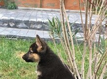 Alman ovçarkası balaları