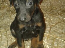 Doberman balaları