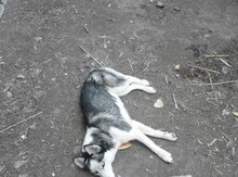 Haski
