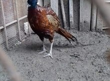 Qırqovul