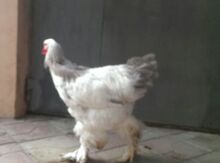 Brama xoruzları