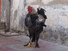 Brama xoruzu
