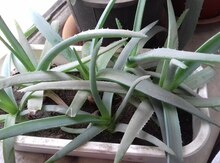 Aloe