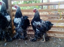 Brama dark quşları