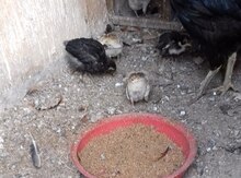 Heyratı toyuq