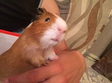Cavia porcellus