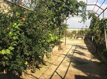 4 sot torpaq sahəsi, Dübəndi qəs.