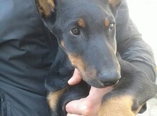 Doberman