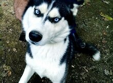 Haski