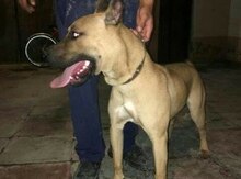 Pitbul