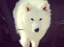 Samoyed