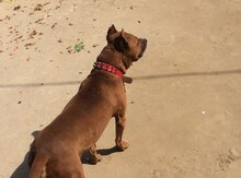 Pitbul