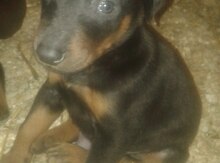 Doberman balası