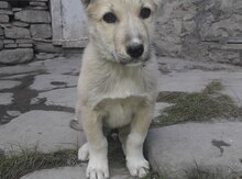 Kanqal