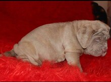 Mastino Napoletano balaları