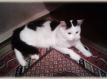 Кот в добрые руки