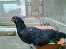 Heyratı