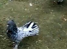 Əbrəs quşları