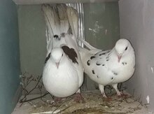 Göyərçin