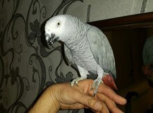 Tutuquşu