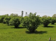 700 sot torpaq sahəsi, Qax r.