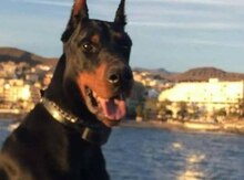 Cütləşdirmək üçün doberman