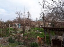 Həyət evi, Mingəçevir ş.