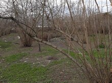 12 sot torpaq sahəsi, Qax r.