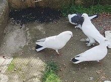Göyərçin itib