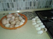 Brama yumurtası