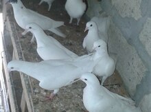 Göyərçin