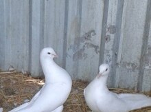 Göyərçinlər