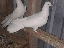 Göyərçinlər