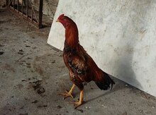 Heyrati