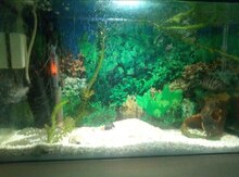 Akvarium