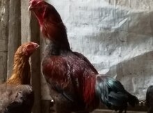 Heyratı cücələri