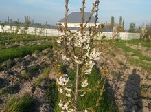 27.2 sot torpaq sahəsi, Ağdaş r.