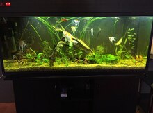 Akvarium