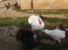 Hind quşu