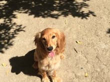 Koker spaniel itib