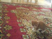 Кошка в добрые руки