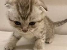 Вислоухие шотландские котята