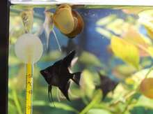 Akvarium balıqları