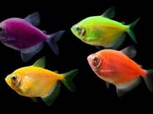 "Ternesiya Qlofish" balığı