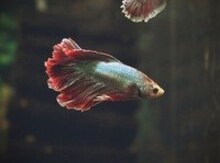 Akvarium balıqları